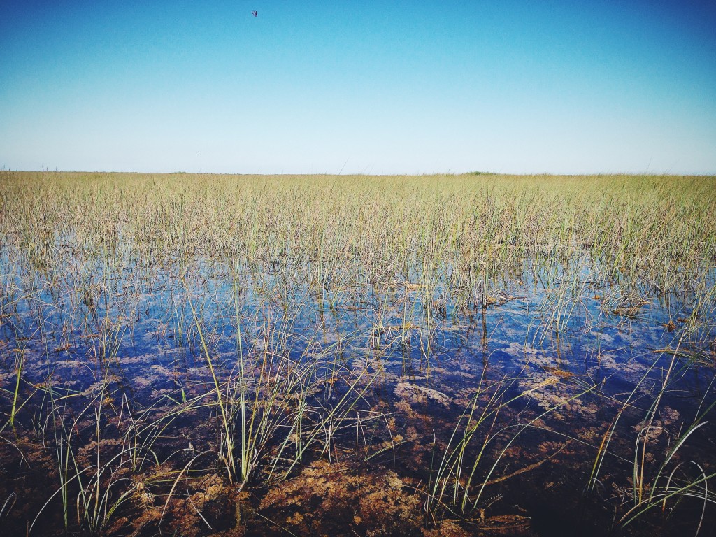 Everglades: von Alligatoren & anderen wilden Tieren